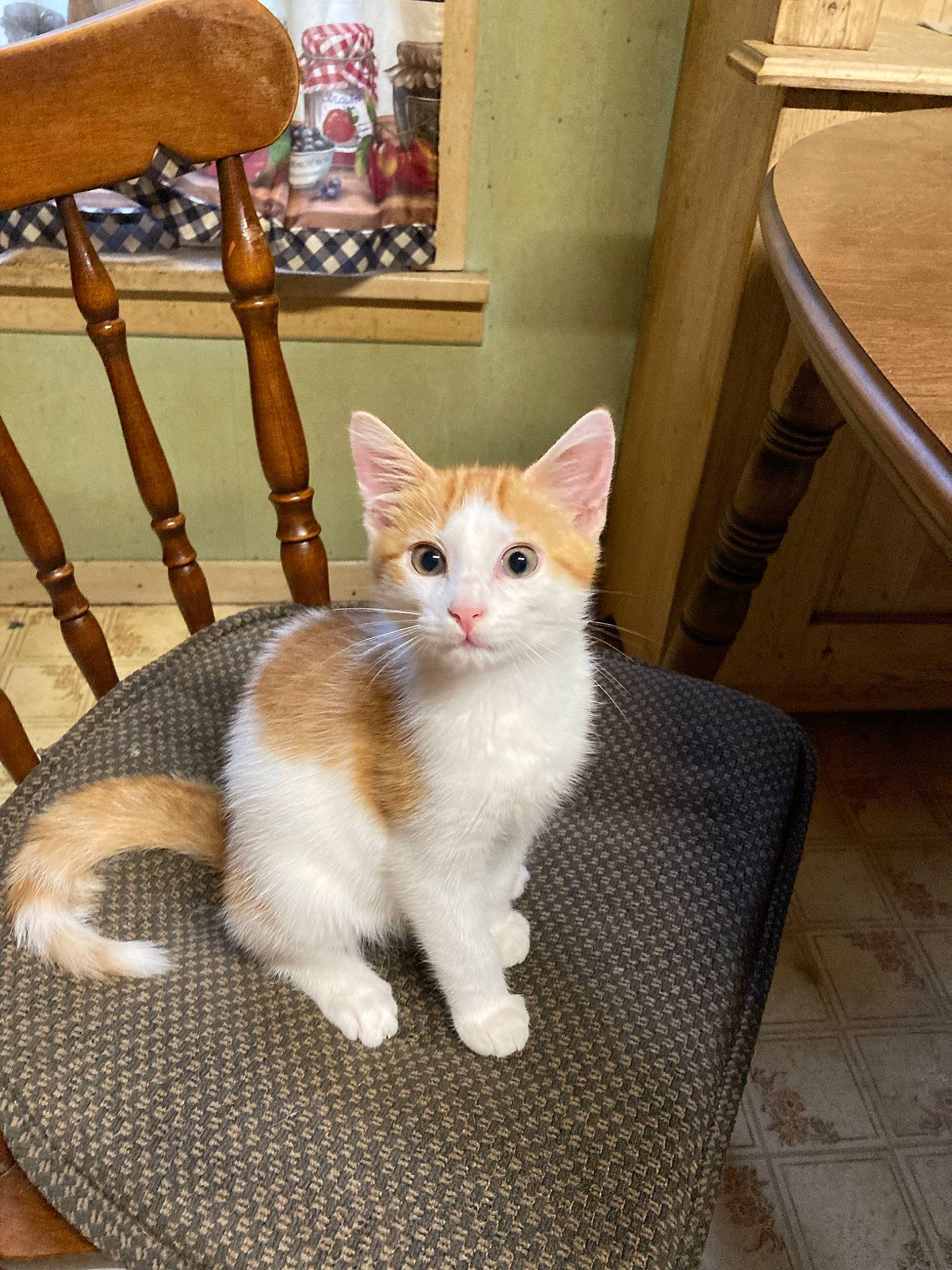 Hunny Bear joined the competition — help win amazing prizes! carnivore, cat, cat_furniture, chair, claw, comfort, domestic_short_haired_cat, fawn, felidae, flooring, fur, hardwood, paw, sitting, small_to_medium_sized_cats, tail, whiskers, window, wood