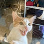 Hunny Bear is registered to the contest to win money with this photo: carnivore, cat, domestic_short_haired_cat, fawn, felidae, fur, paw, small_to_medium_sized_cats, snout, tail, whiskers