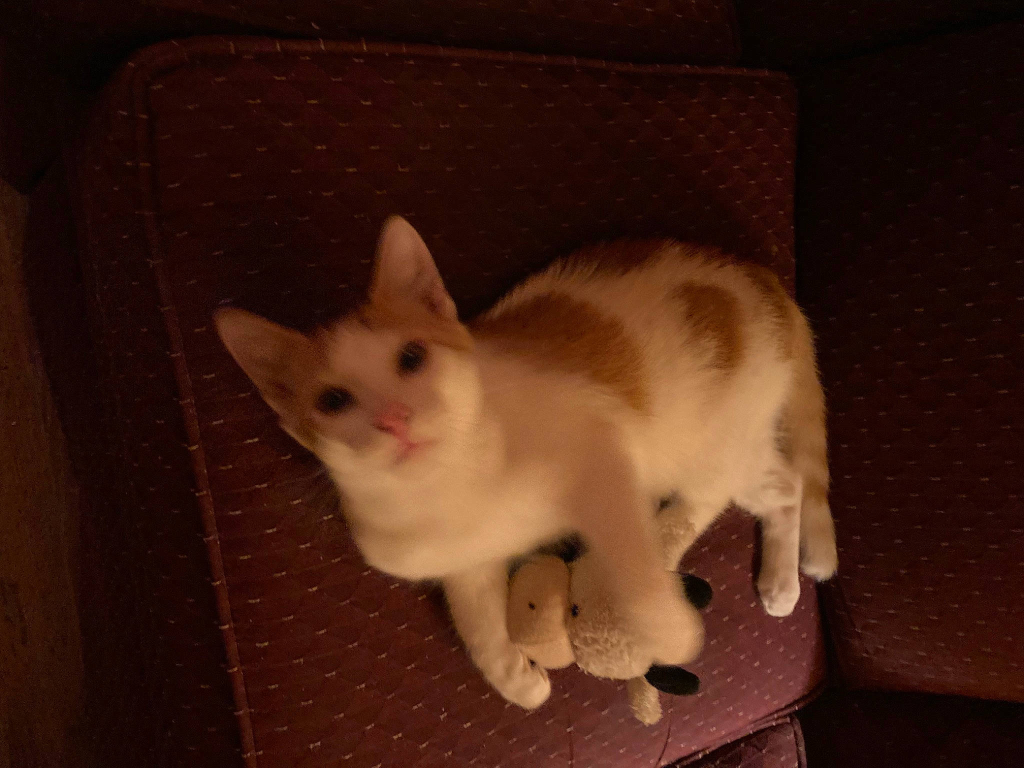 Hunny Bear is registered to the contest to win money with this photo: carnivore, cat, claw, comfort, darkness, domestic_short_haired_cat, ear, eye, fawn, felidae, flooring, fur, head, paw, sitting, small_to_medium_sized_cats, snout, tail, whiskers, wood