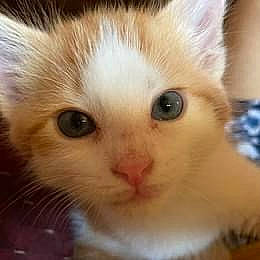 Hunny Bear is registered to the contest to win money with this photo: carnivore, cat, close_up, domestic_short_haired_cat, ear, eye, eyelash, fawn, felidae, fur, head, iris, paw, small_to_medium_sized_cats, snout, tail, terrestrial_animal, whiskers