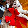 Timber Lee joined the competition — help win amazing prizes! dog, puppy, husky, siberian_husky, fluffy, brown_and_white, blue_eyes, bow, red_bow, ribbon, pet, animal, lying_down, indoors, wooden_floor, home, portrait, cute, relaxed, photography