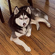 Timber Lee is registered to the contest to win money with this photo: dog, husky, siberian_husky, pet, animal, canine, lying_down, floor, hardwood_floor, dining_room, table, chair, indoor, portrait, black_and_white, fluffy, ears, eyes, home, relaxed