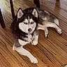 Timber Lee is registered to the contest to win money with this photo: dog, husky, siberian_husky, canine, pet, animal, lying_down, indoors, wooden_floor, dining_room, dining_table, chair, black_and_white, fluffy, pointed_ears, blue_eyes, portrait, floor, home, relaxed