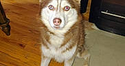 Timber Lee is registered to the contest to win money with this photo: dog, husky, siberian_husky, pet, animal, fluffy, brown_and_white, blue_eyes, pointed_ears, sitting, indoors, wooden_floor, cabinet, trash_bin, bicycle, home, portrait, flash_photography, serious_expression, companion_animal