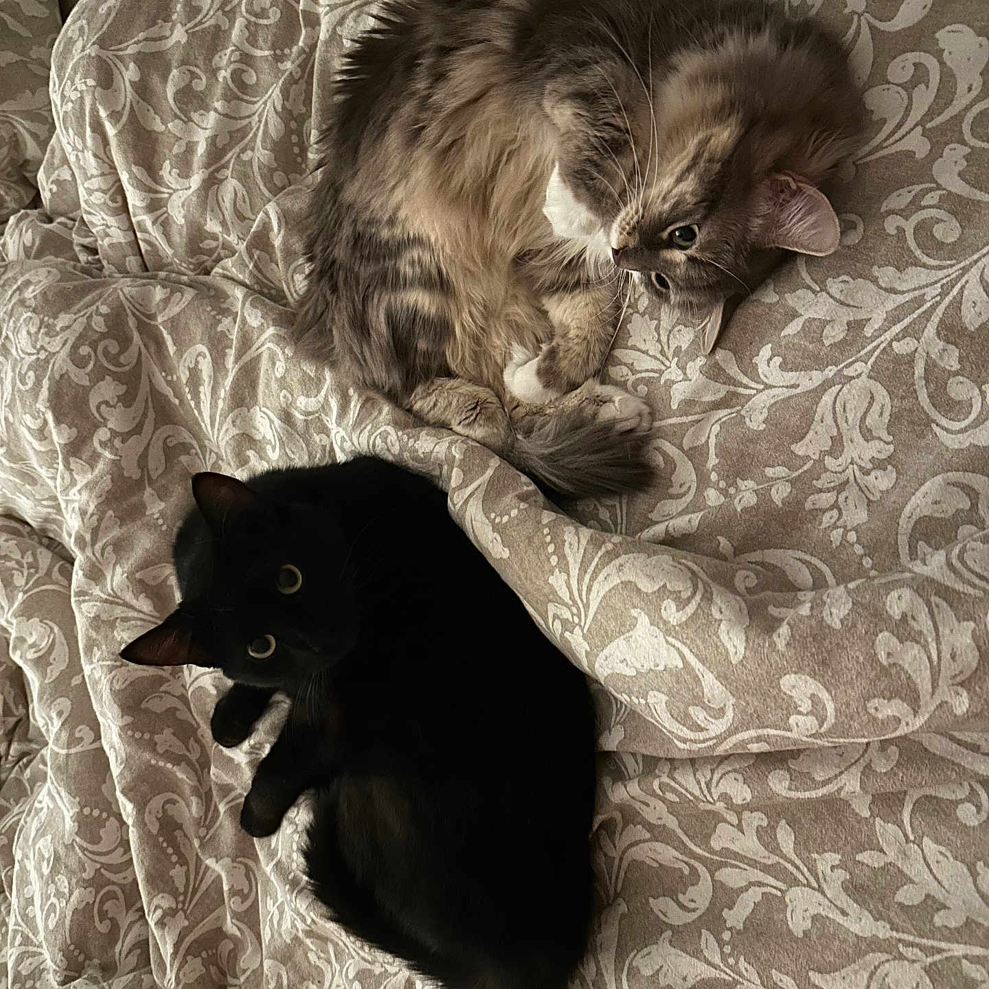 Shadow Et Mia participe au concours pour gagner de l'argent avec cette photo : abyssinian, animal, bed, bedroom, blanket, cat, chair, couch, cushion, furniture, homedecor, indoors, kitten, linen, manx, person, pet, quilt, room, sleeping