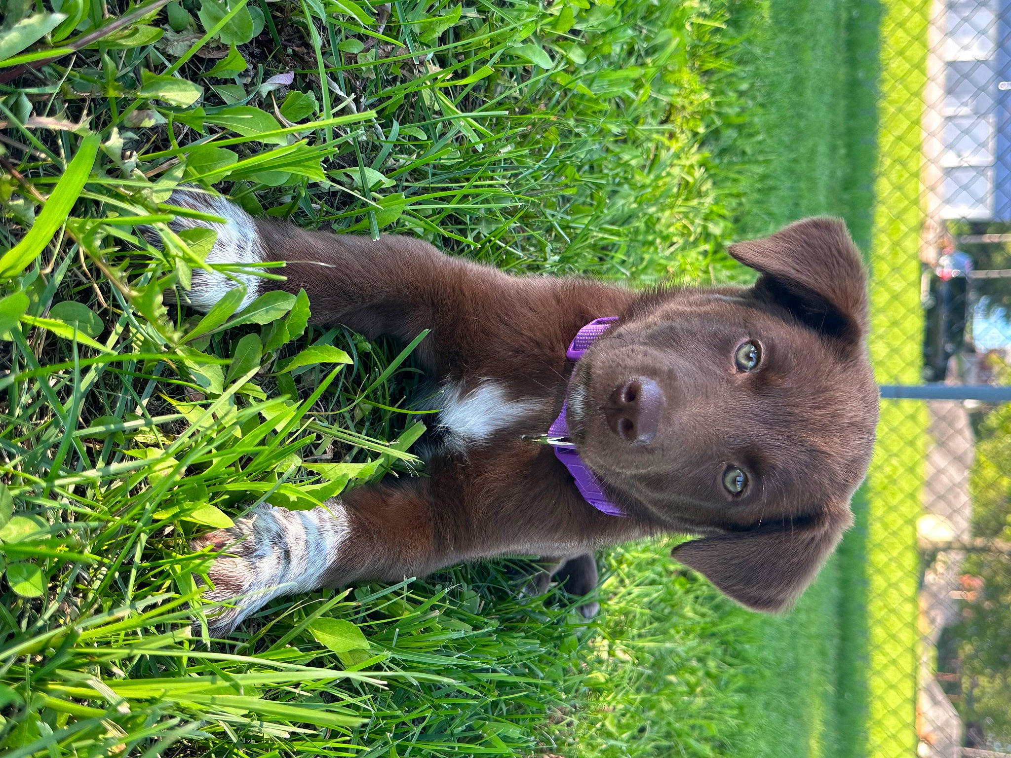 Grizzly joined the competition — help win amazing prizes! carnivore, collar, companion_dog, dog, dog_breed, dog_collar, fashion_accessory, fawn, fence, grass, groundcover, gun_dog, liver, pet_supply, plant, snout, sporting_group, terrestrial_animal, terrestrial_plant, working_animal
