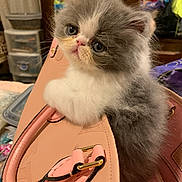 Bentley joined the competition — help win amazing prizes! kitten, cat, pet, fluffy, gray_and_white, purse, handbag, pink_handbag, indoor, bedroom, mirror, reflection, person, eyes, whiskers, close_up, cute, leather, buckle, storage_drawer