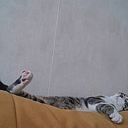 Scott a rejoint le concours — aidez-le/la à gagner de superbes lots ! cat, sleeping, relaxed, couch, mustard_yellow, paw, fur, striped, tabby, indoor, pet, animal, whiskers, cozy, resting, domestic_cat, feline, cute, lying_down, peaceful