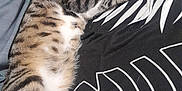 Scott a rejoint le concours — aidez-le/la à gagner de superbes lots ! cat, tabby_cat, sleeping, relaxing, person, black_shirt, white_design, indoor, close_up, paw_pads, striped_fur, resting, pet, companion, feline, cute, cozy, comfort, animal, domestic_cat