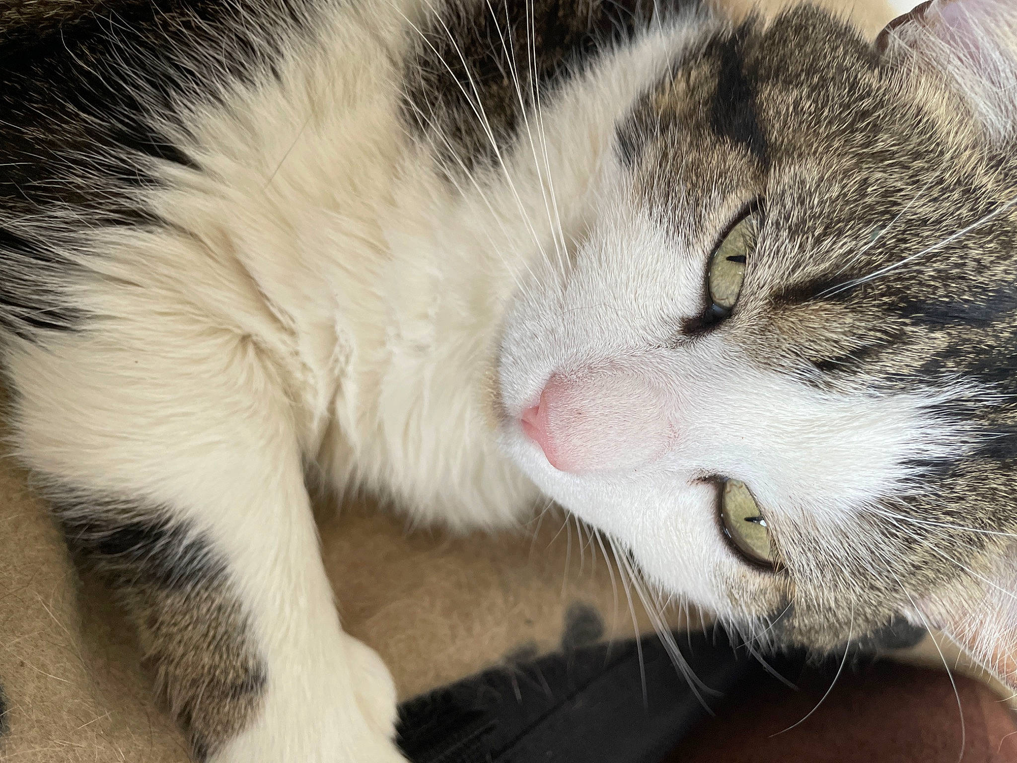 Harry participe au concours pour gagner de l'argent avec cette photo : carnivore, cat, claw, comfort, domestic_short_haired_cat, felidae, foot, fur, nap, paw, sleep, small_to_medium_sized_cats, snout, tail, whiskers