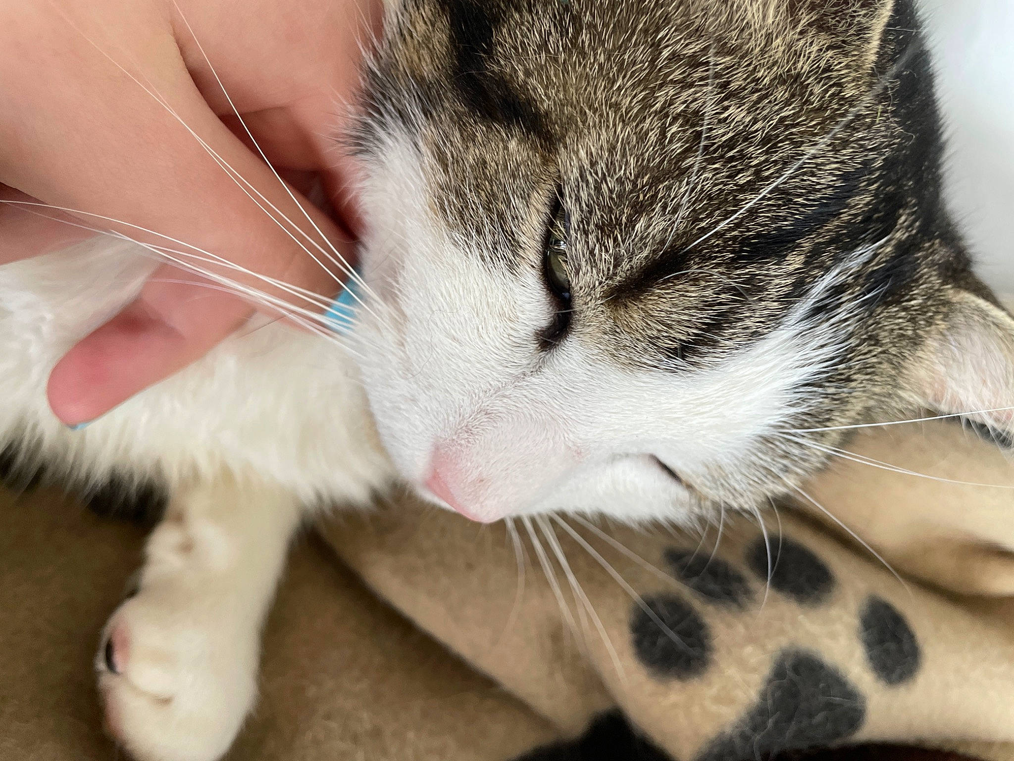 Harry participe au concours pour gagner de l'argent avec cette photo : carnivore, cat, claw, close_up, comfort, domestic_short_haired_cat, ear, fawn, felidae, foot, fur, leg, nose, organism, paw, small_to_medium_sized_cats, snout, tail, whiskers, wildlife