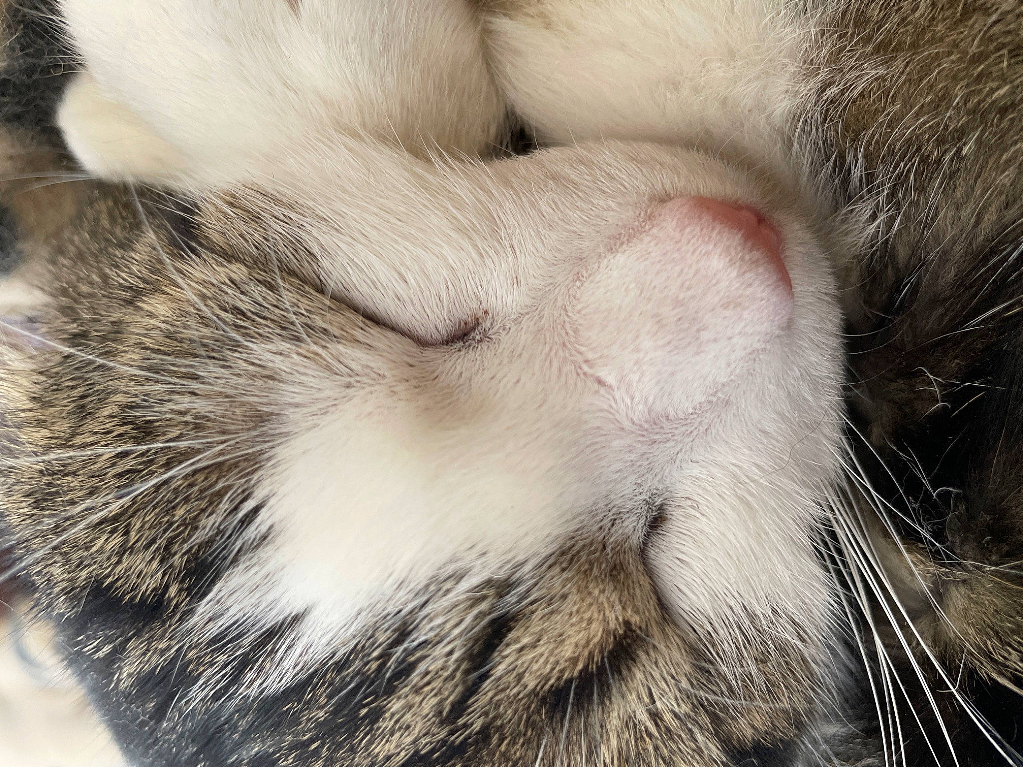 Harry participe au concours pour gagner de l'argent avec cette photo : carnivore, cat, claw, close_up, cloud, comfort, domestic_short_haired_cat, felidae, fur, nap, nose, paw, sleep, small_to_medium_sized_cats, snout, tail, terrestrial_animal, vertebrate, whiskers