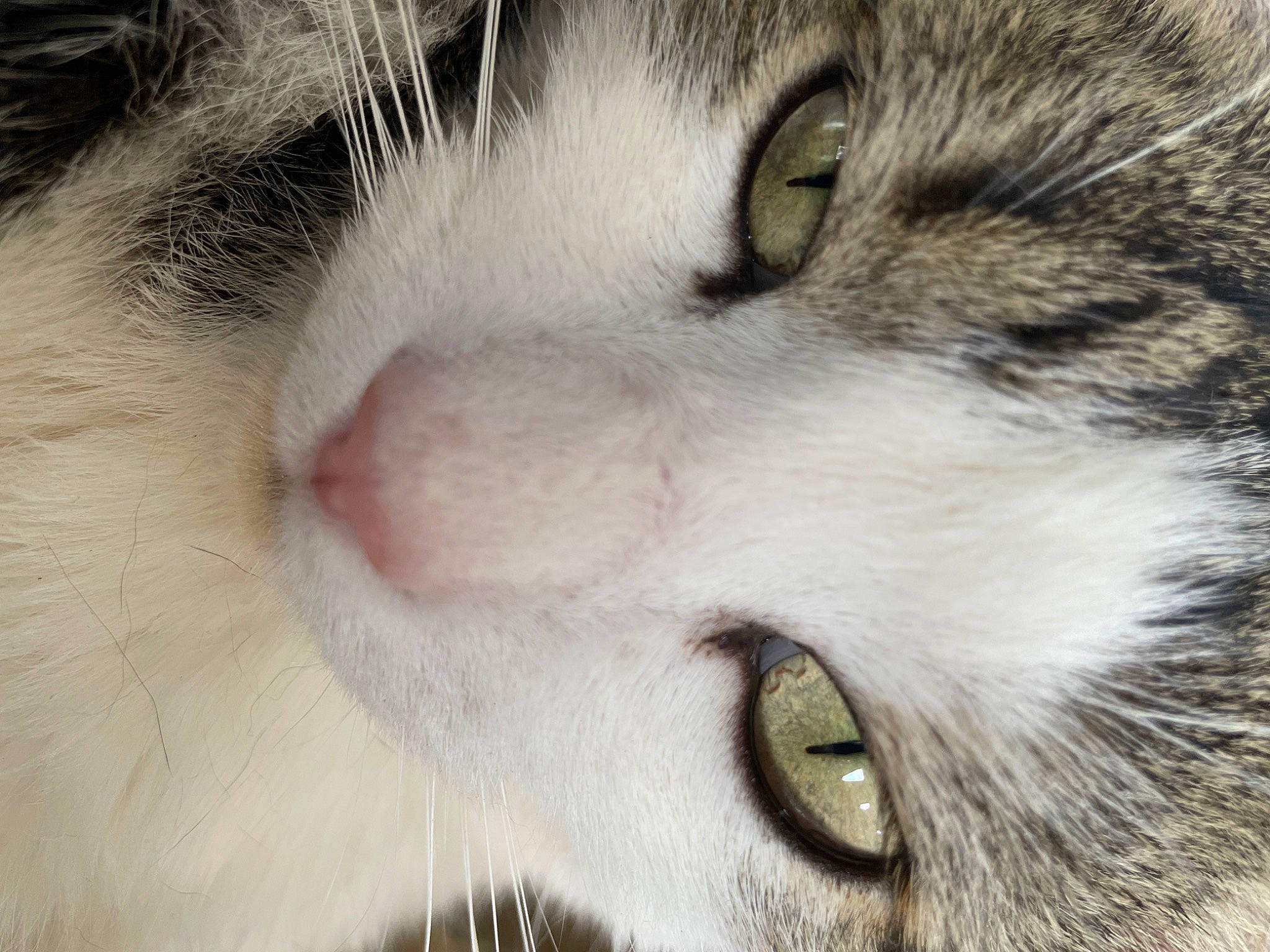 Harry participe au concours pour gagner de l'argent avec cette photo : carnivore, cat, close_up, domestic_short_haired_cat, eye, eyelash, felidae, fur, iris, mammal, paw, photography, small_to_medium_sized_cats, snout, terrestrial_animal, whiskers, wildlife
