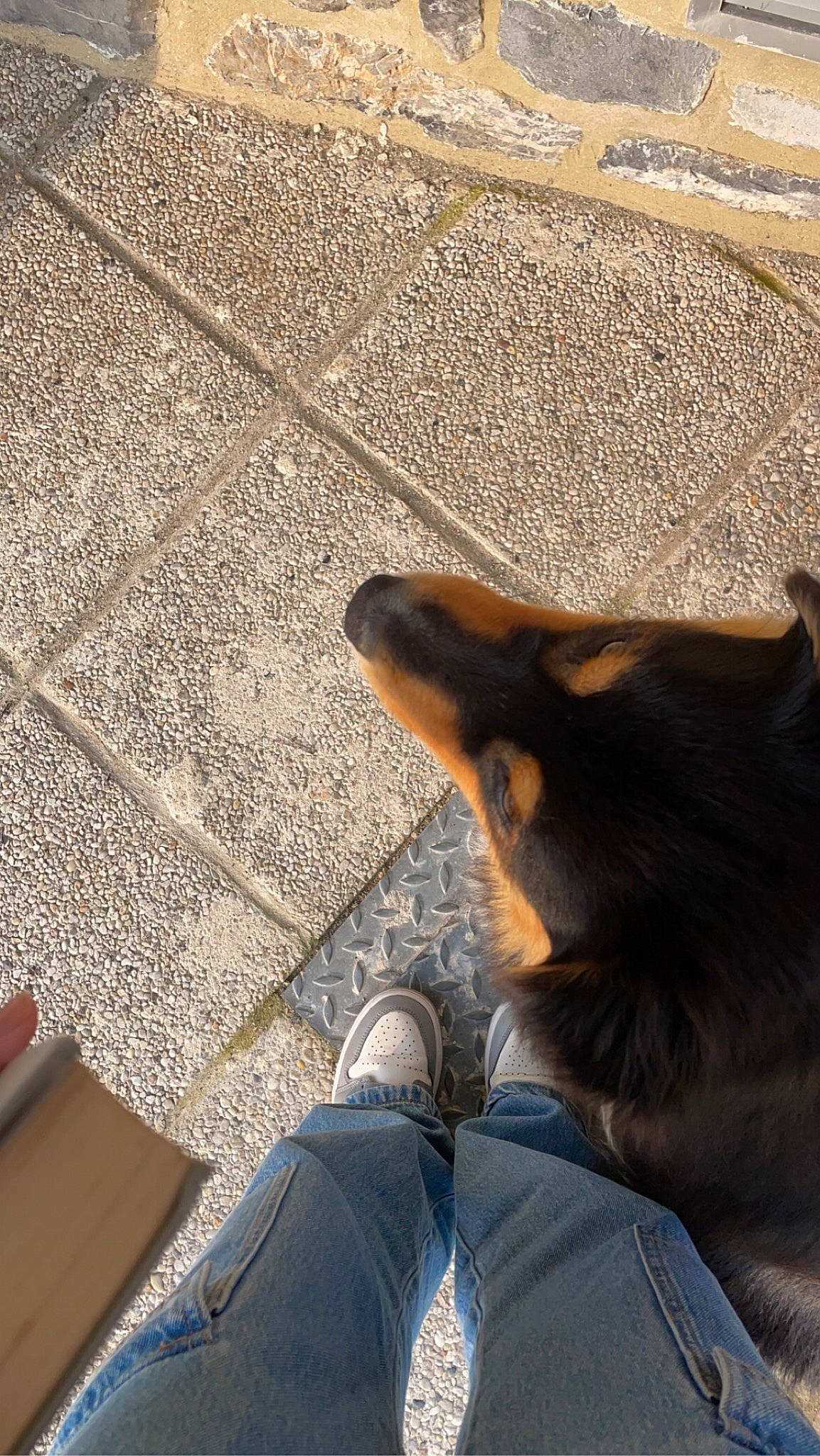 Albus a rejoint le concours — aidez-le/la à gagner de superbes lots ! asphalt, carnivore, denim, dog, dog_breed, fawn, floor, flooring, foot, grass, human_leg, leg, mammal, road_surface, shadow, sitting, snout, sunlight, tints_and_shades, wood