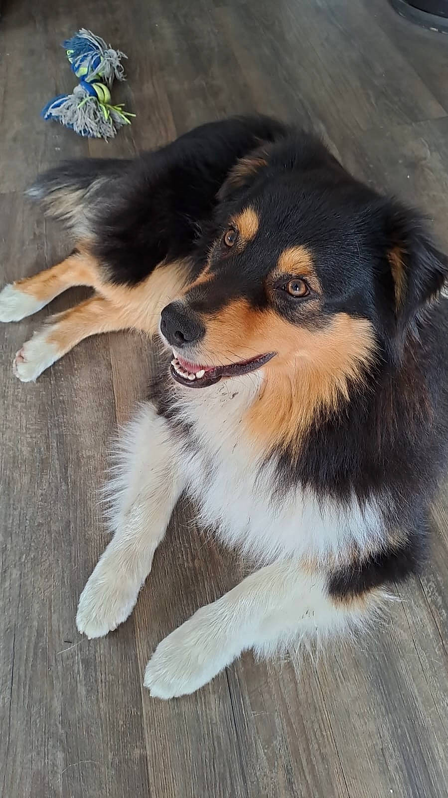 Albus a rejoint le concours — aidez-le/la à gagner de superbes lots ! ancient_dog_breeds, carnivore, companion_dog, dog, dog_breed, foot, fur, herding_dog, moths_and_butterflies, rough_collie, scotch_collie, terrestrial_animal, whiskers, working_dog