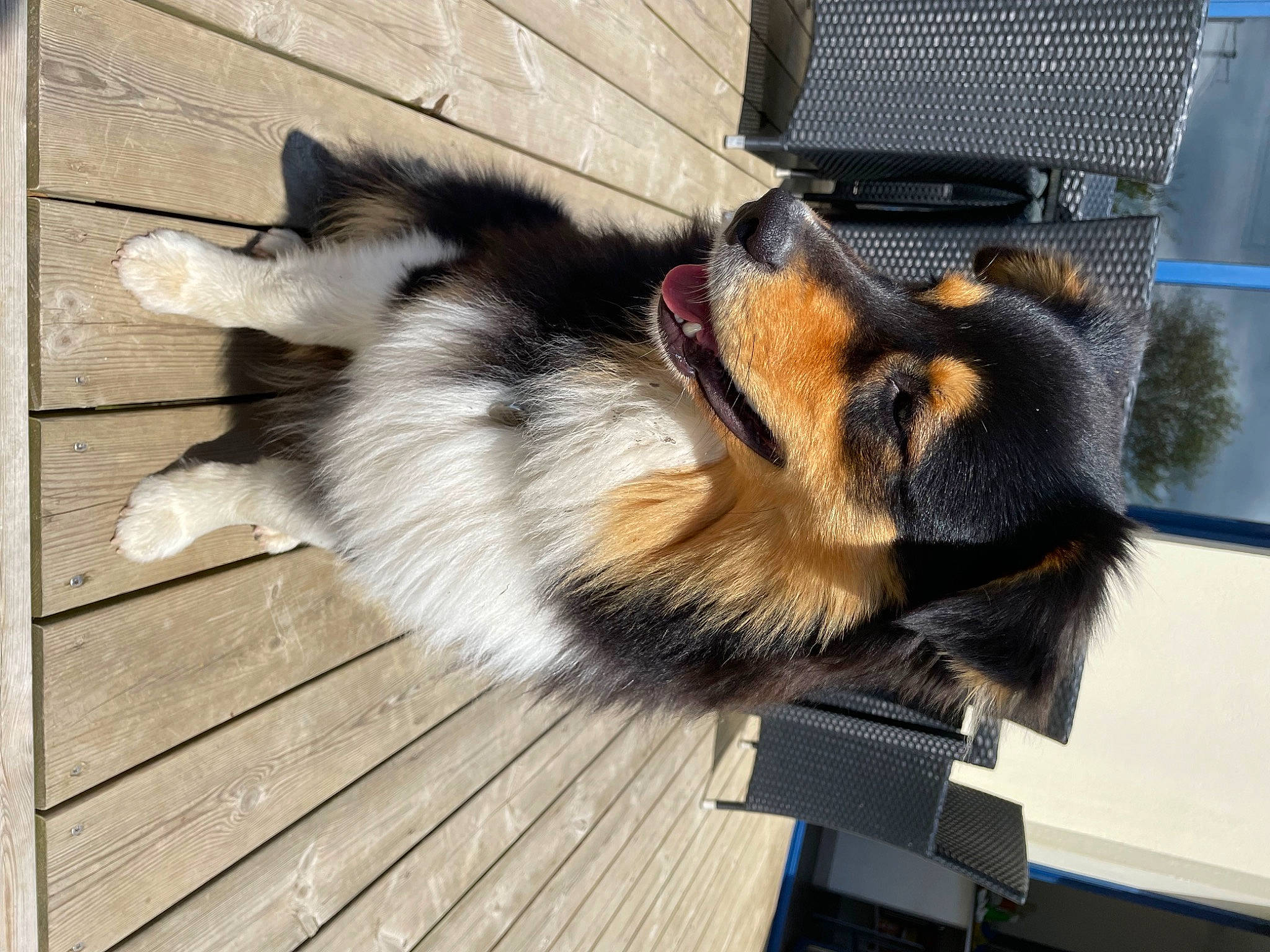 Albus a rejoint le concours — aidez-le/la à gagner de superbes lots ! animal_shelter, carnivore, claw, companion_dog, dog_breed, flooring, foot, fur, hardwood, mesh, paw, pet_supply, plank, snout, tail, terrestrial_animal, wildlife, window, wood, working_dog