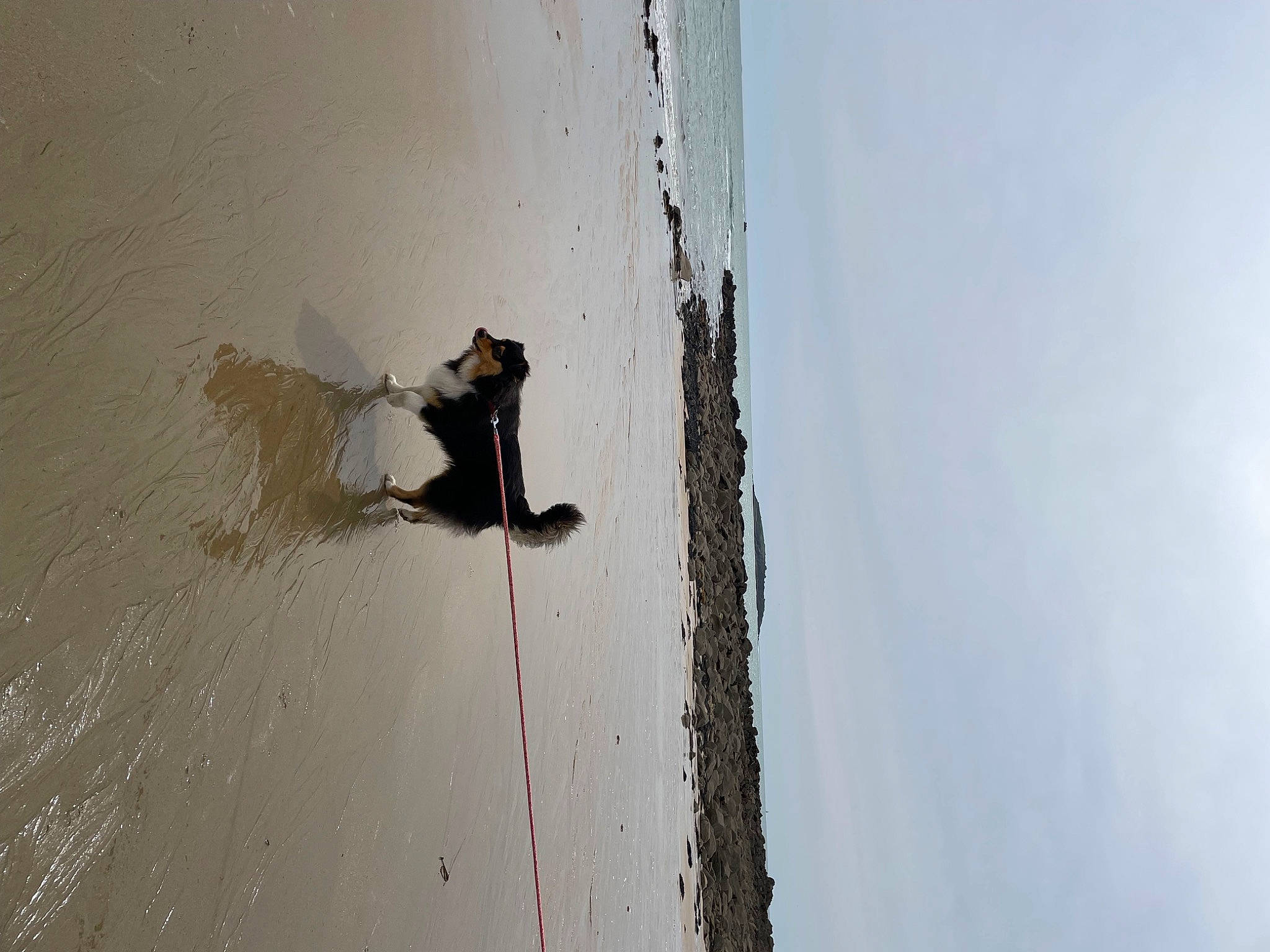 Albus participe au concours pour gagner de l'argent avec cette photo : beach, concrete, dog, door, freezing, grey, hardwood, landscape, plaster, recreation, shadow, sky, slope, sport_climbing, water, winter, wood