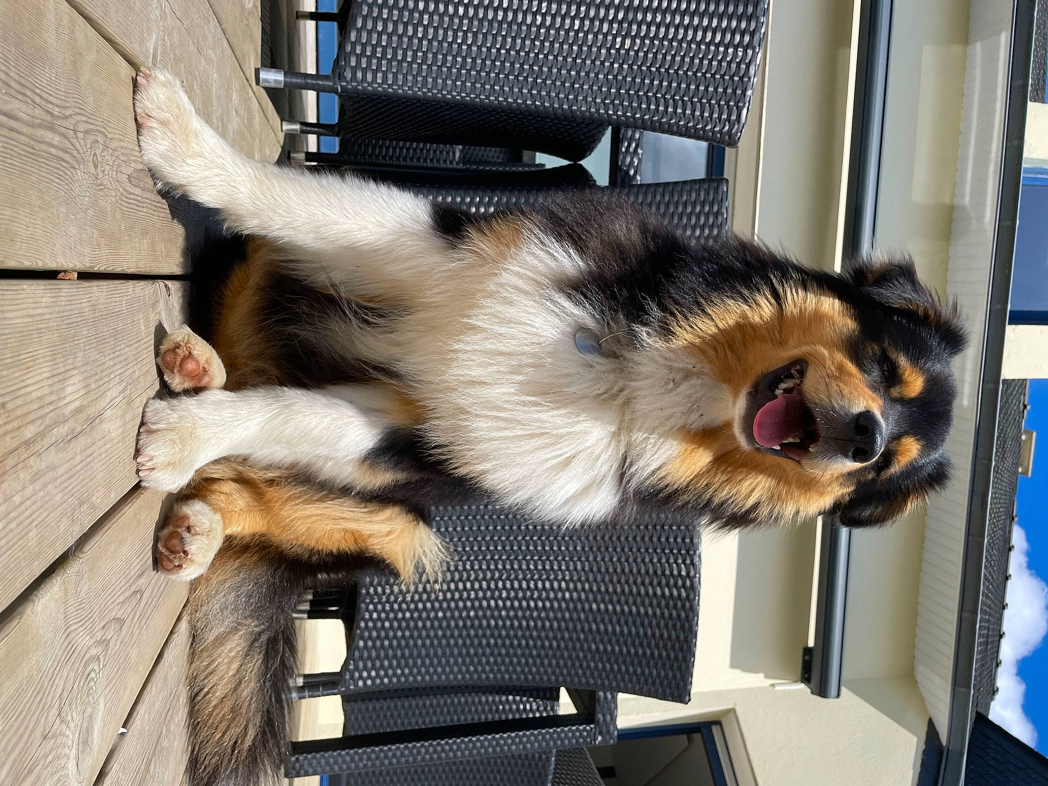 Albus a rejoint le concours — aidez-le/la à gagner de superbes lots ! canidae, carnivore, claw, collar, companion_dog, dog, dog_breed, foot, fur, gas, mammal, old_german_shepherd_dog, pet_supply, sporting_group, tail, terrestrial_animal, working_dog