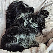 Poppy a rejoint le concours — aidez-le/la à gagner de superbes lots ! bed, black_and_white, blanket, canine, cozy, curled_up, cute, dog, domestic_animal, fluffy, fur, indoor, paw, pet, quiet, relaxing, resting, sleeping, snuggled, wooden_floor