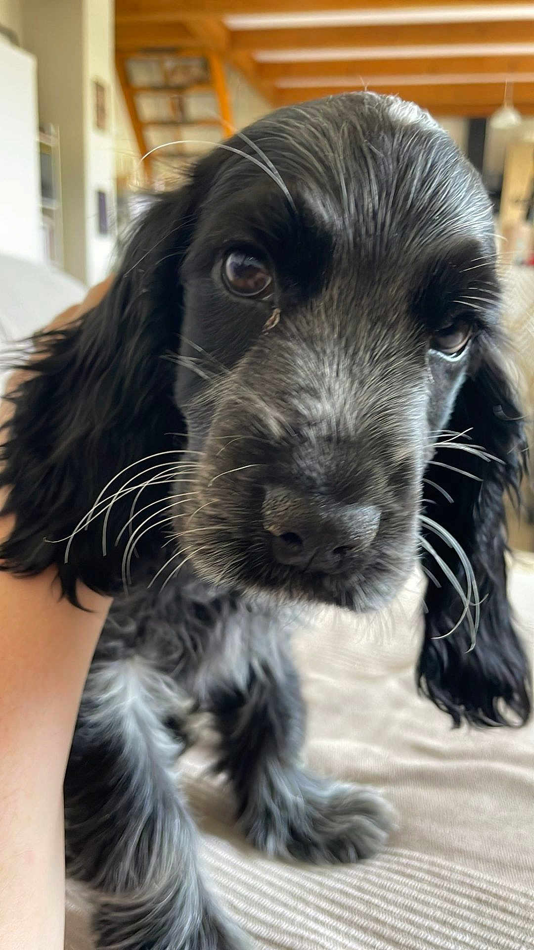 Poppy