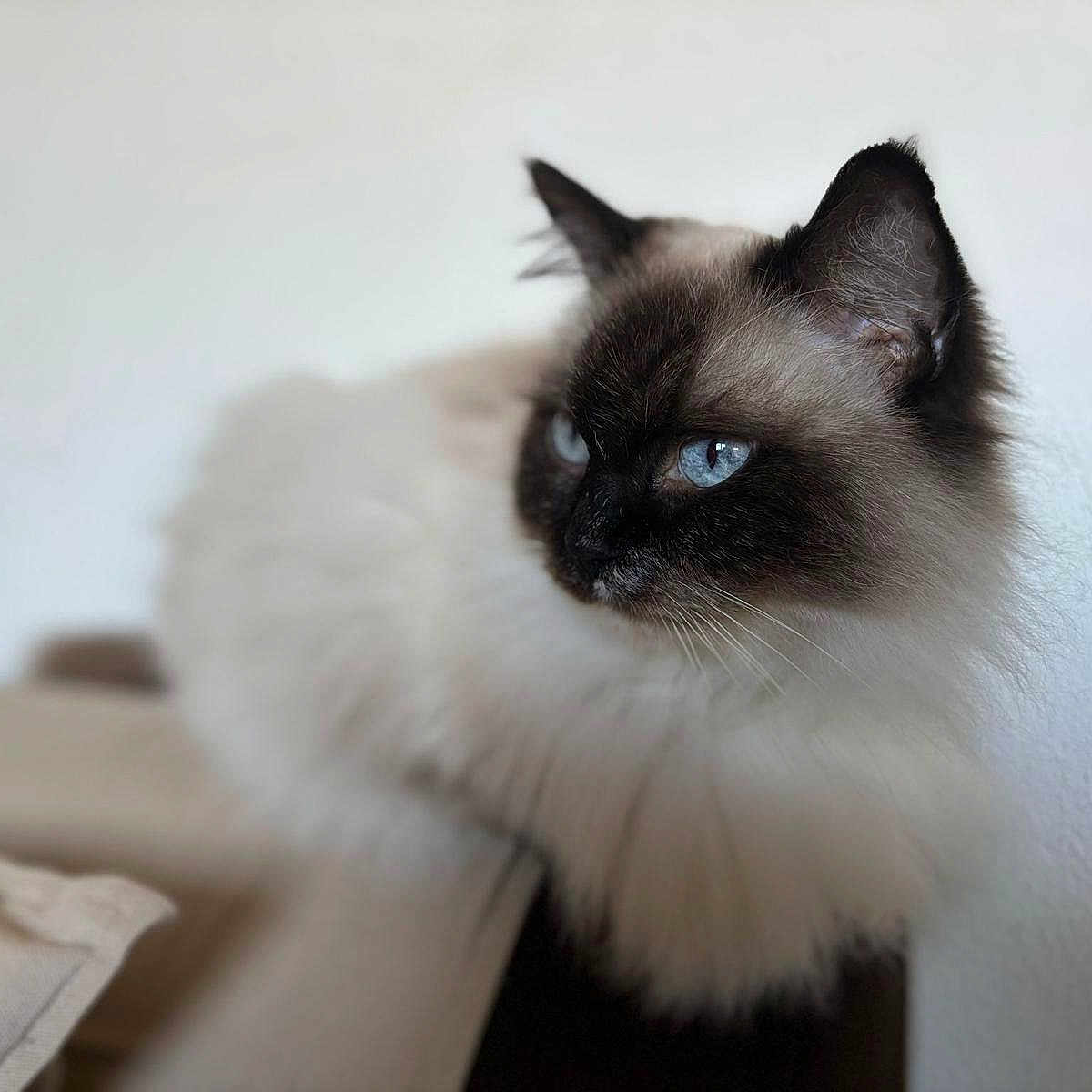 Electra participe au concours pour gagner de l'argent avec cette photo : animal, beautiful, blue_eyes, calm, cat, closeup, cute, domestic, domestic_cat, feline, fluffy, focused, indoor, mammal, pet, portrait, relaxed, side_view, soft_fur, whiskers