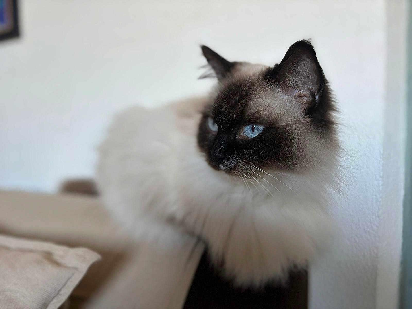 Electra