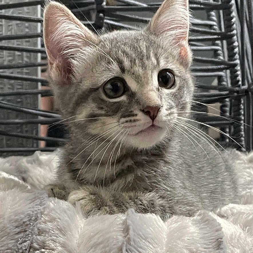 Lilly is registered to the contest to win money with this photo: animal, cat, closeup, cozy, curious, cute, domestic_animal, ears, feline, fluffy_blanket, fur, gray_tabby, indoor, kitten, pet, resting, texture, whiskers, woven_chair, young