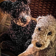 Poppy And Yaya is registered to the contest to win money with this photo: animal, black_dog, canine, chair, close_up, companionship, cream_dog, curly_hair, cute, dog, dogs, furniture, indoors, lounging, pet, portrait, seated, small_breed, textured_fur, wicker