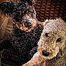 animal, black_dog, canine, chair, close_up, companionship, cream_dog, curly_hair, cute, dog, dogs, furniture, indoors, lounging, pet, portrait, seated, small_breed, textured_fur, wicker