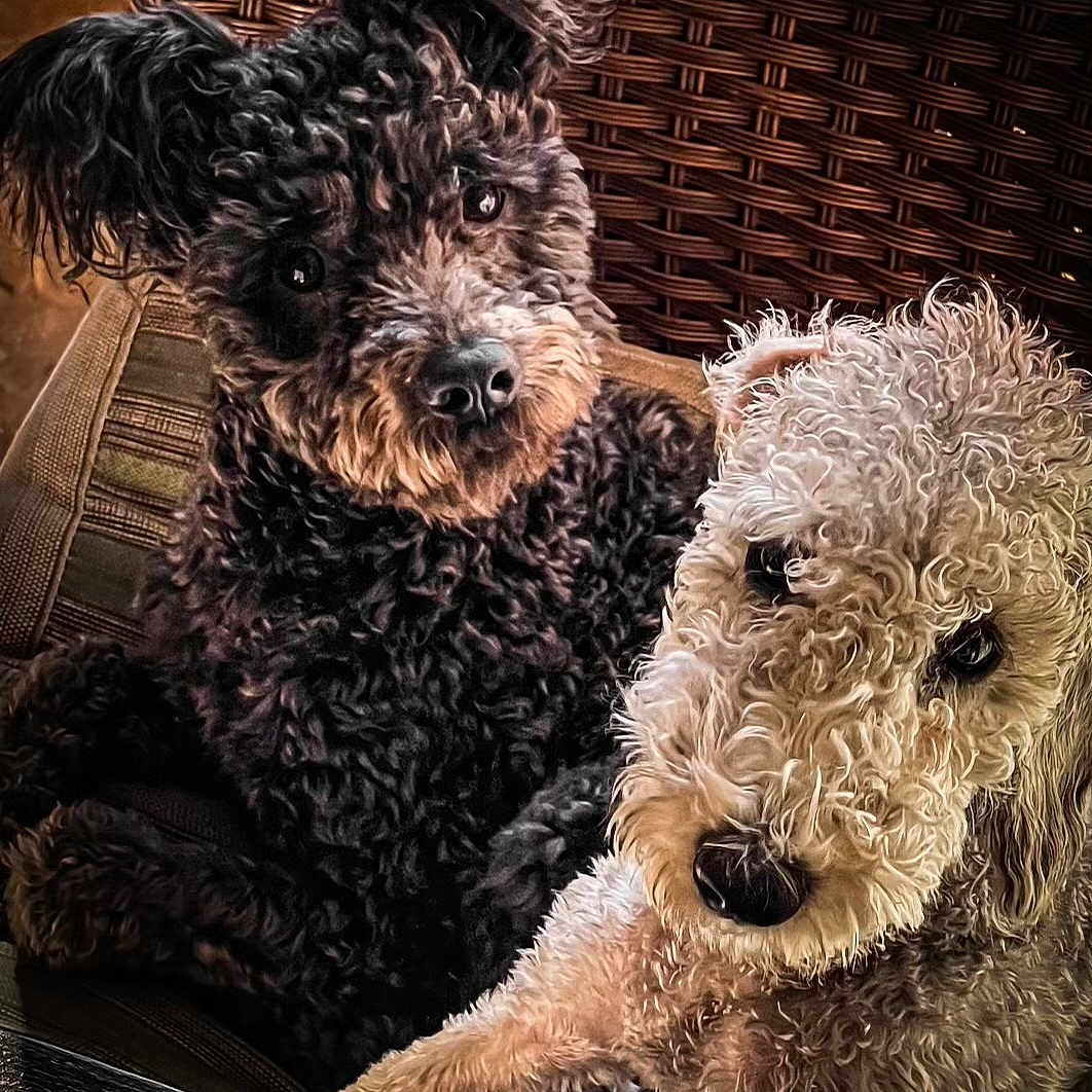 Poppy And Yaya is registered to the contest to win money with this photo: animal, black_dog, canine, chair, close_up, companionship, cream_dog, curly_hair, cute, dog, dogs, furniture, indoors, lounging, pet, portrait, seated, small_breed, textured_fur, wicker