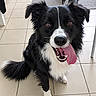 dog, border_collie, black_and_white, pet, animal, portrait, sitting, happy, smiling, tongue, open_mouth, floppy_ears, long_fur, white_chest, white_paws, brown_eyes, indoor, kitchen, tile_floor, home
