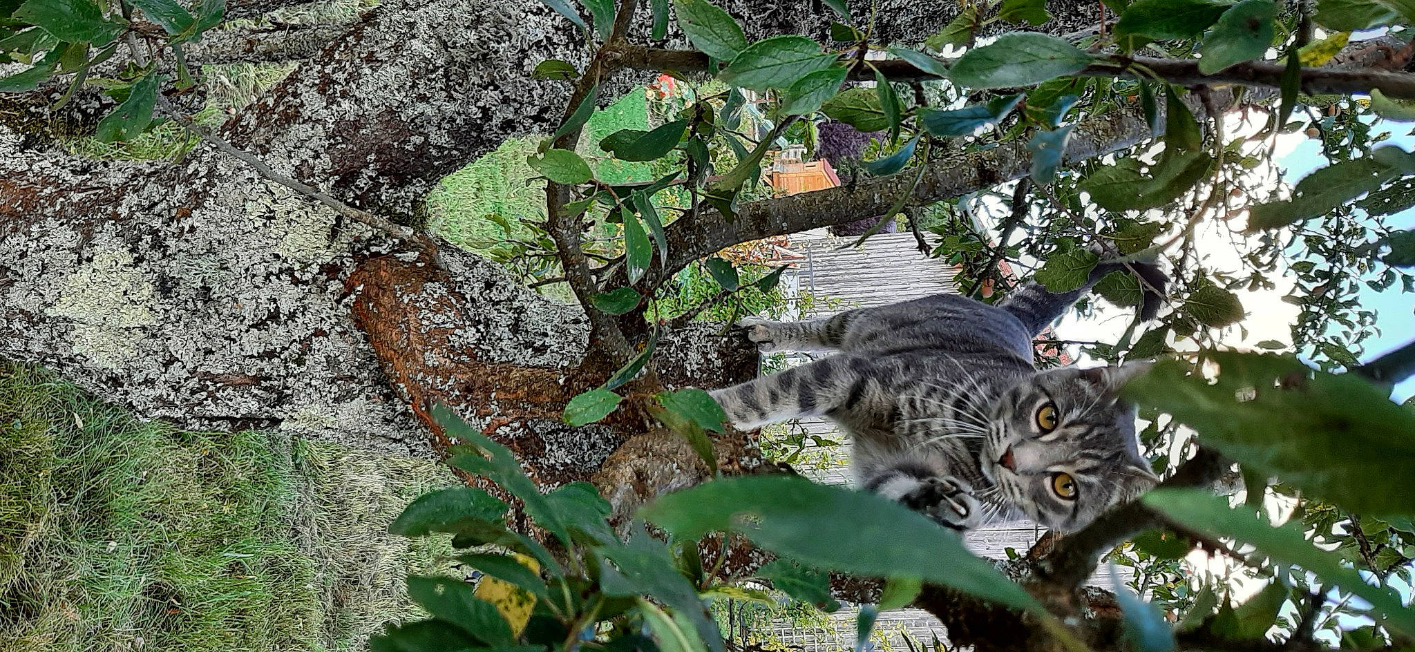 Léon participe au concours pour gagner de l'argent avec cette photo : camouflage, carnivore, cat, felidae, fur, grass, groundcover, military_camouflage, organism, pattern, plant, small_to_medium_sized_cats, snout, tail, terrestrial_animal, terrestrial_plant, tree, trunk, whiskers, wildlife