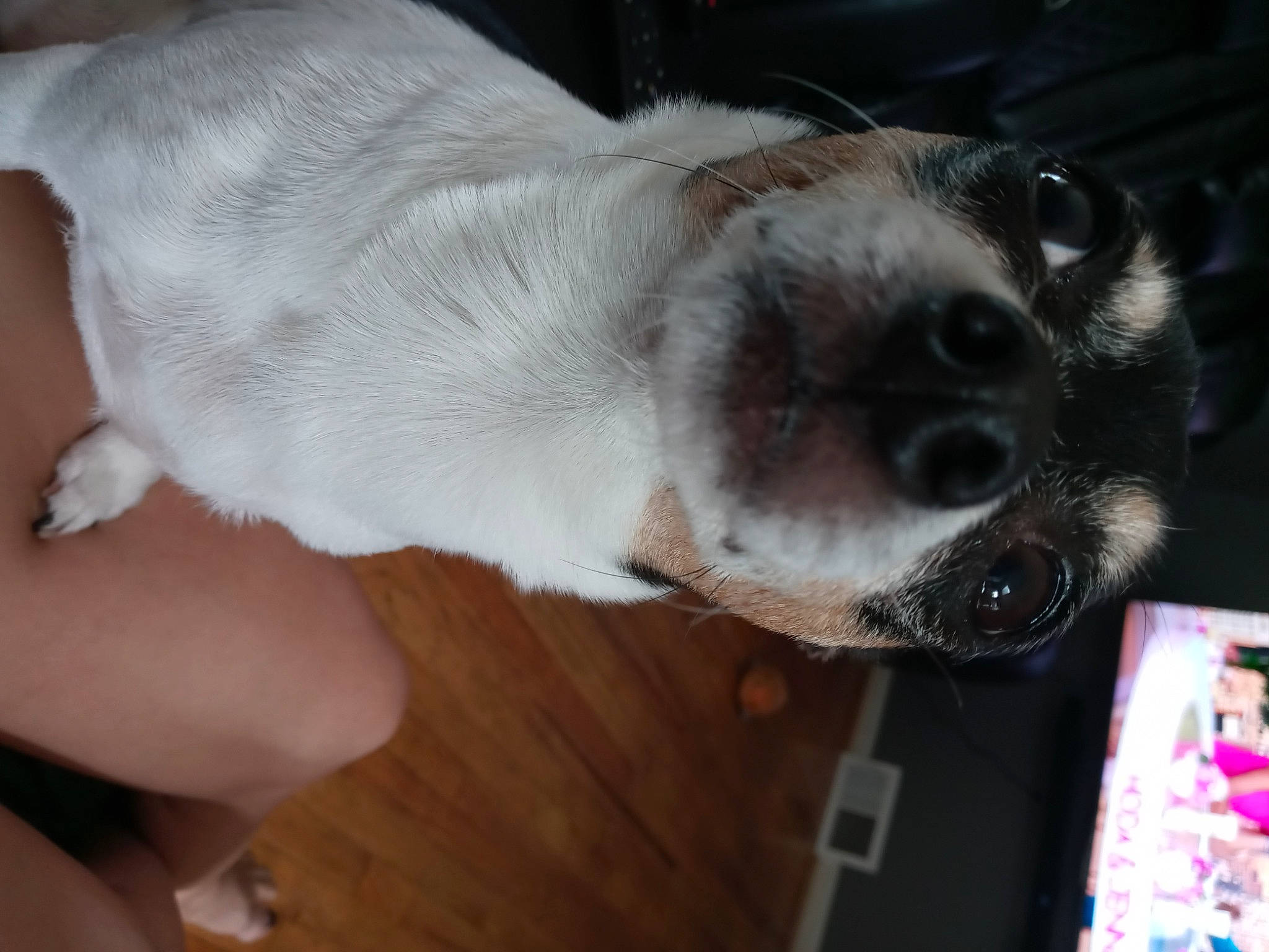 Bella Luna joined the competition — help win amazing prizes! balance, canidae, carnivore, comfort, companion_dog, dog, dog_breed, ear, fawn, fur, non_sporting_group, paw, snout, sporting_group, terrestrial_animal, whiskers, working_animal