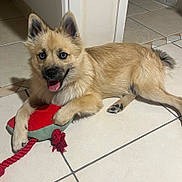 Everest a rejoint le concours — aidez-le/la à gagner de superbes lots ! dog, puppy, toy, plush_toy, rope, floor, tile_floor, indoor, pet, cute, happy, blue_eyes, fur, canine, animal, playful, lying_down, tongue_out, ears_up, smiling