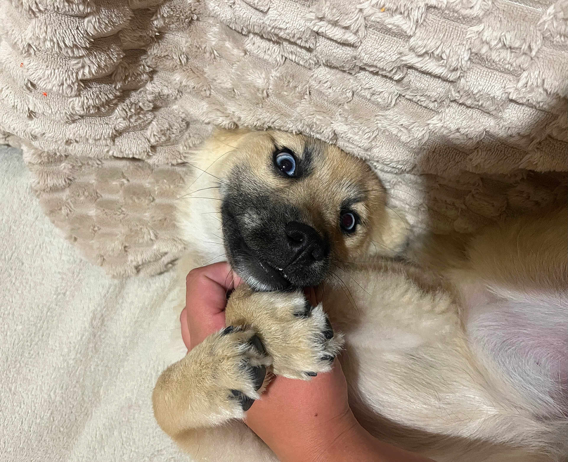 Everest participe au concours pour gagner de l'argent avec cette photo : puppy, dog, pet, hand, playing, cute, fur, animal, paw, claws, blanket, texture, beige, white, indoor, closeup, expression, face, lying, young