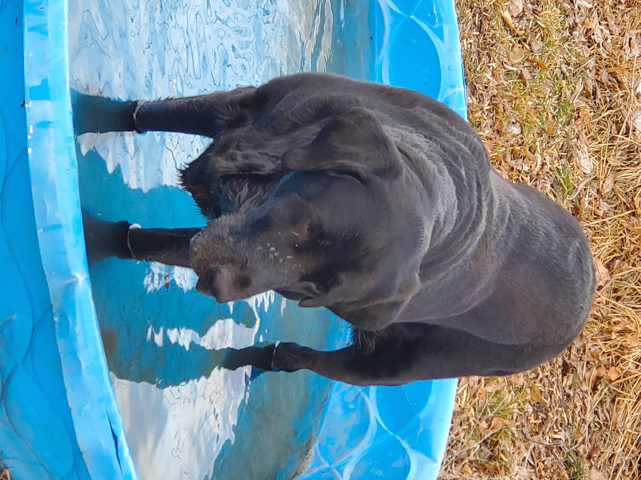 Dasiey May joined the competition — help win amazing prizes! blue, carnivore, dog, dog_breed, electric_blue, guard_dog, liver, mammal, snout, sporting_group, tail, terrestrial_animal, vertebrate, water, working_animal, wrinkle