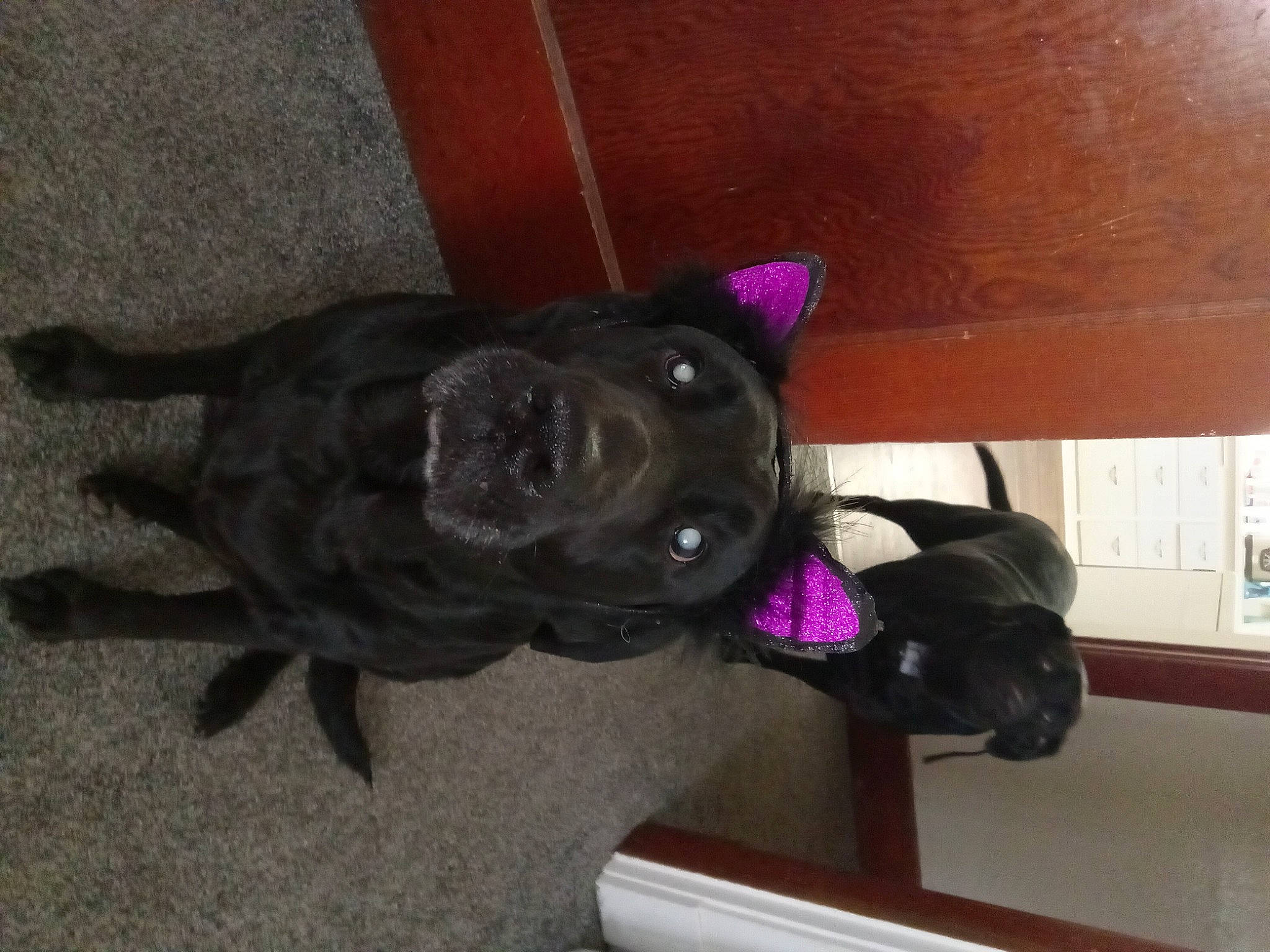 Dasiey joined the competition — help win amazing prizes! canidae, carnivore, collar, comfort, companion_dog, dog, dog_breed, dog_collar, fawn, floor, flooring, guard_dog, hardwood, pet_supply, snout, sporting_group, tail, whiskers, wood, working_animal