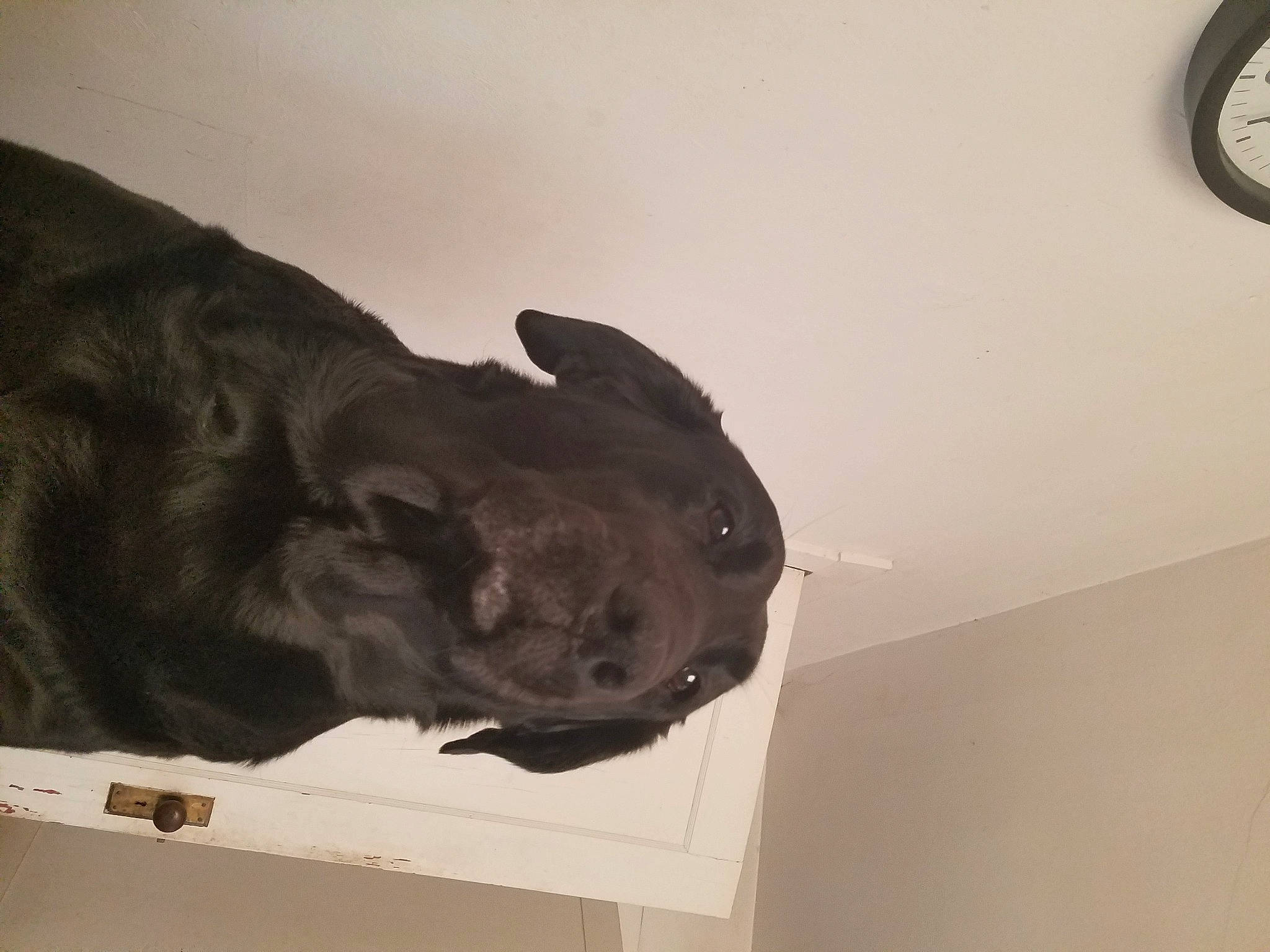 Dasiey joined the competition — help win amazing prizes! art, big_cats, canidae, carnivore, ceiling, clock, dog, dog_breed, fawn, felidae, fur, hardwood, sculpture, small_to_medium_sized_cats, snout, sporting_group, statue, tail, wood, working_animal