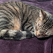 Cooper is registered to the contest to win money with this photo: cat, tabby_cat, sleeping, curled_up, fur, whiskers, pet, domestic_animal, animal, mammal, cozy, resting, purple_blanket, indoor, cute, peaceful, relaxed, soft_texture, striped, nap