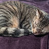 cat, tabby_cat, sleeping, curled_up, fur, whiskers, pet, domestic_animal, animal, mammal, cozy, resting, purple_blanket, indoor, cute, peaceful, relaxed, soft_texture, striped, nap