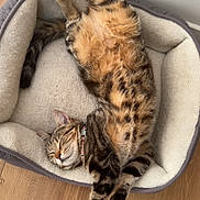 Guimauve a rejoint le concours — aidez-le/la à gagner de superbes lots ! cat, tabby, pet_bed, sleeping, relaxed, indoor, fur, cozy, wooden_floor, animal, domestic_cat, striped, belly_up, collar, paw, whiskers, cute, napping, feline, home