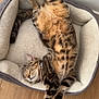 cat, tabby, pet_bed, sleeping, relaxed, indoor, fur, cozy, wooden_floor, animal, domestic_cat, striped, belly_up, collar, paw, whiskers, cute, napping, feline, home
