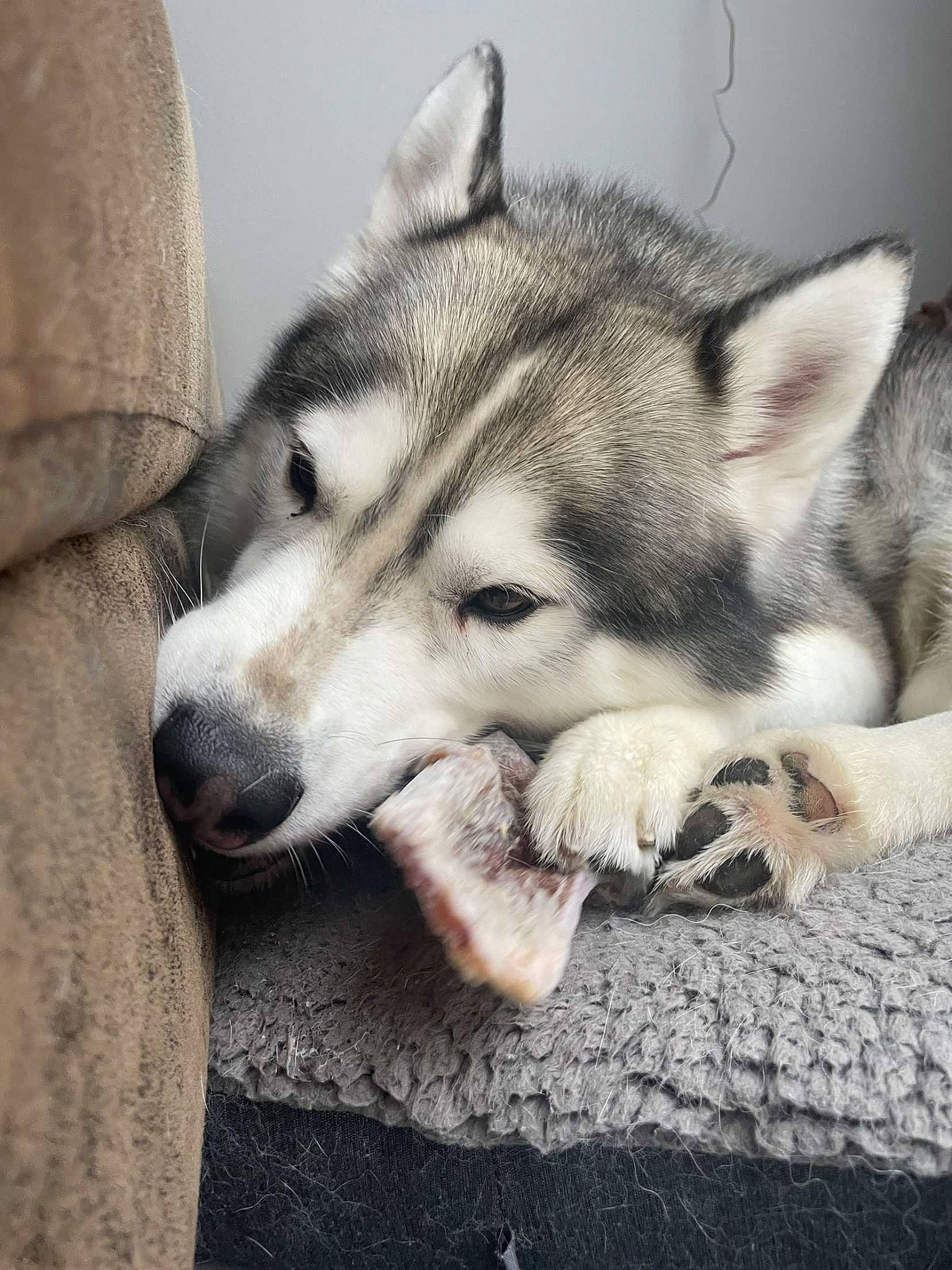 Olka a rejoint le concours — aidez-le/la à gagner de superbes lots ! canidae, canis, carnivore, comfort, dog, dog_breed, fur, grey, jaw, non_sporting_group, paw, siberian_husky, sled_dog, snout, terrestrial_animal, whiskers, wildlife, wolf, working_dog