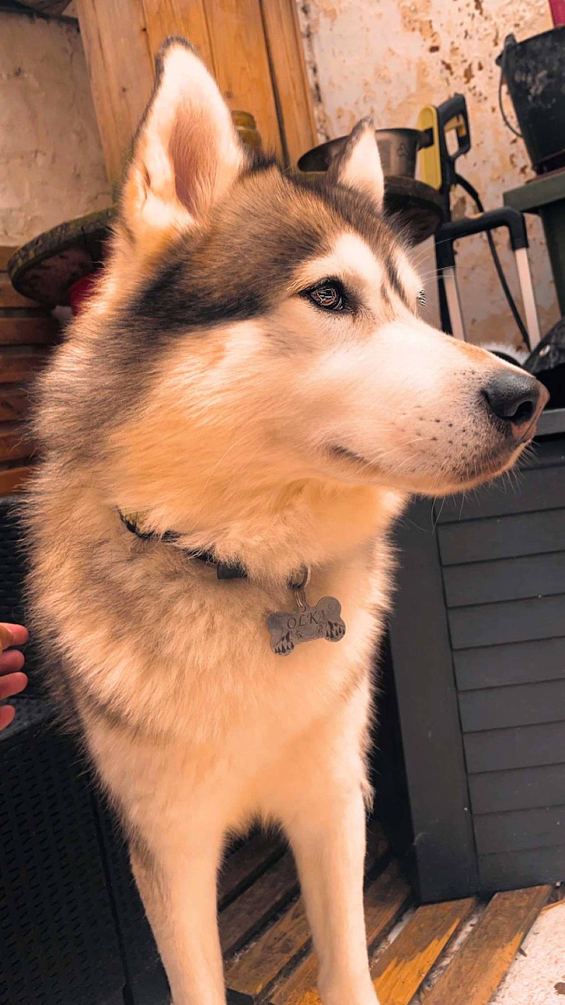 Olka participe au concours pour gagner de l'argent avec cette photo : ancient_dog_breeds, canidae, canis, carnivore, collar, companion_dog, dog, dog_breed, dog_collar, fawn, fur, light, pet_supply, sled_dog, snout, sporting_group, terrestrial_animal, whiskers, working_animal, working_dog