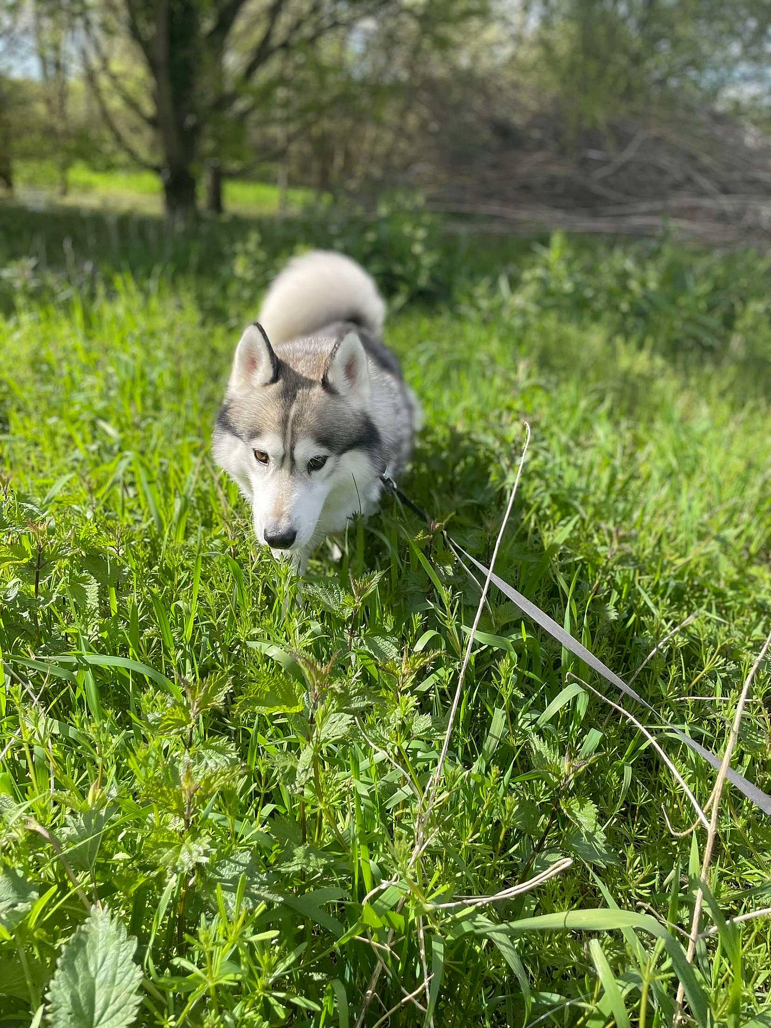 Olka a rejoint le concours — aidez-le/la à gagner de superbes lots ! canidae, canis, carnivore, companion_dog, dog, dog_breed, fawn, grass, grassland, natural_landscape, plant, siberian_husky, sled_dog, snout, spitz, sporting_group, terrestrial_animal, tree, wolf, working_animal