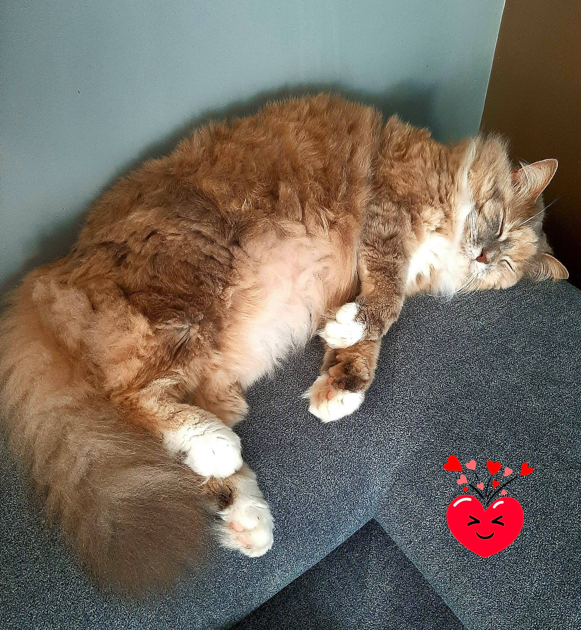 Titane participe au concours pour gagner de l'argent avec cette photo : brown, carmine, carnivore, cat, claw, comfort, domestic_short_haired_cat, fawn, felidae, fur, linens, nap, paw, photo_caption, sleep, small_to_medium_sized_cats, tail, whiskers