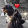 dog, two_dogs, side_profile, long_hair, black_and_brown, sparkles, heart, outdoor, pavement, pet, animal, cute, fur, collar, companion, adorable, close_up, portrait, nature, daytime