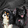 dog, two_dogs, black_dog, white_dog, fluffy, long_fur, pet, animal, cute, tongue_out, smiling, portrait, indoor, closeup, companions, cuddly, curly_fur, small_dog, friendly, looking_at_camera
