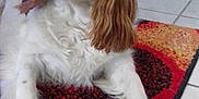 Lulue a rejoint le concours — aidez-le/la à gagner de superbes lots ! carnivoran, cavalier_king_charles_spaniel, cavapoo, companion_dog, dog, dog_breed, dog_breed_group, dog_like_mammal, king_charles_spaniel, puppy, snout, spaniel