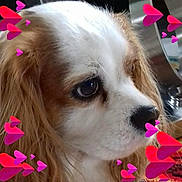 Lulue participe au concours pour gagner de l'argent avec cette photo : american_cocker_spaniel, carnivoran, cavachon, cavalier_king_charles_spaniel, cavapoo, cockapoo, companion_dog, dog, dog_breed, dog_breed_group, dog_like_mammal, ear, king_charles_spaniel, puppy, puppy_love, snout, spaniel, sporting_group